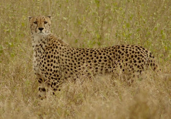 Tarangire National Park Day Tour Package