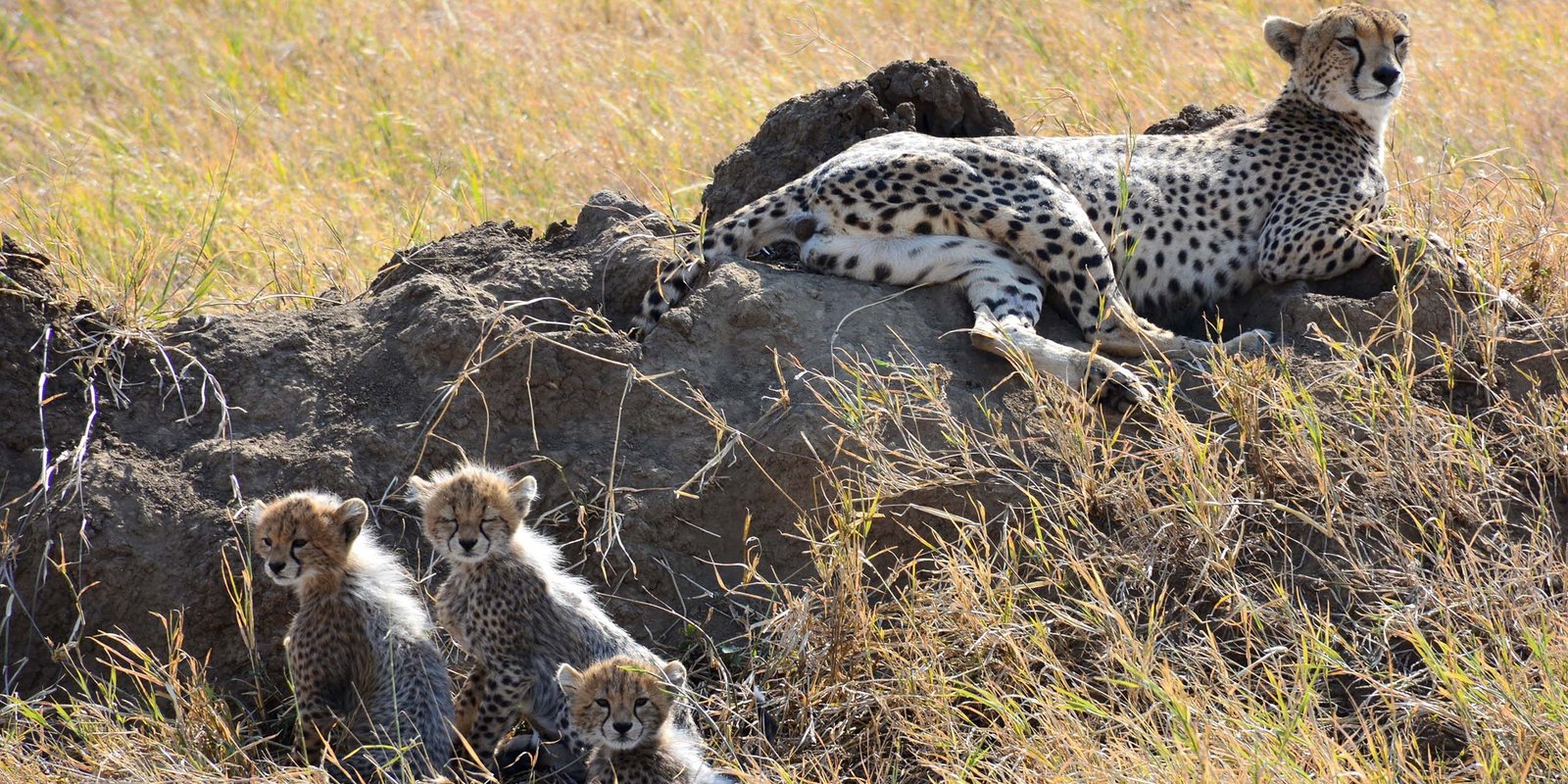 Mkomazi National Park Day Tour Package