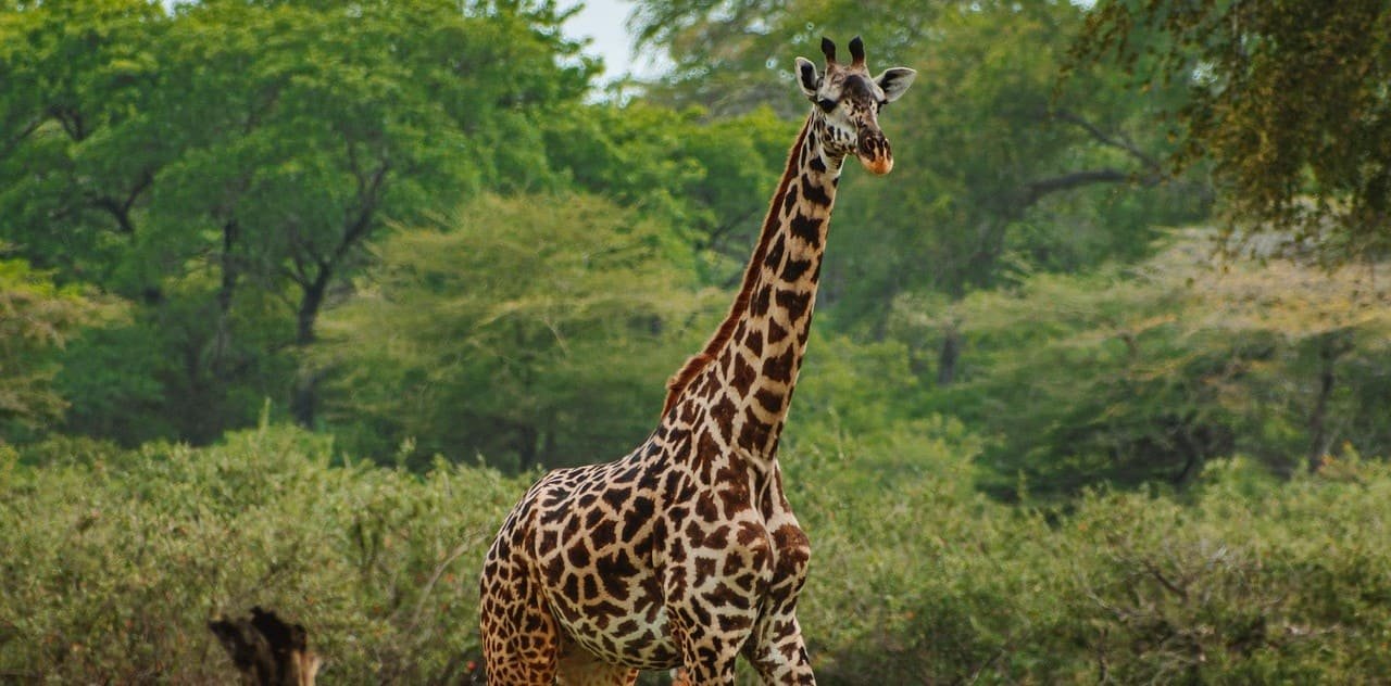 Luxury Lake Manyara Day Trip Safari (Fly-In Experience)
