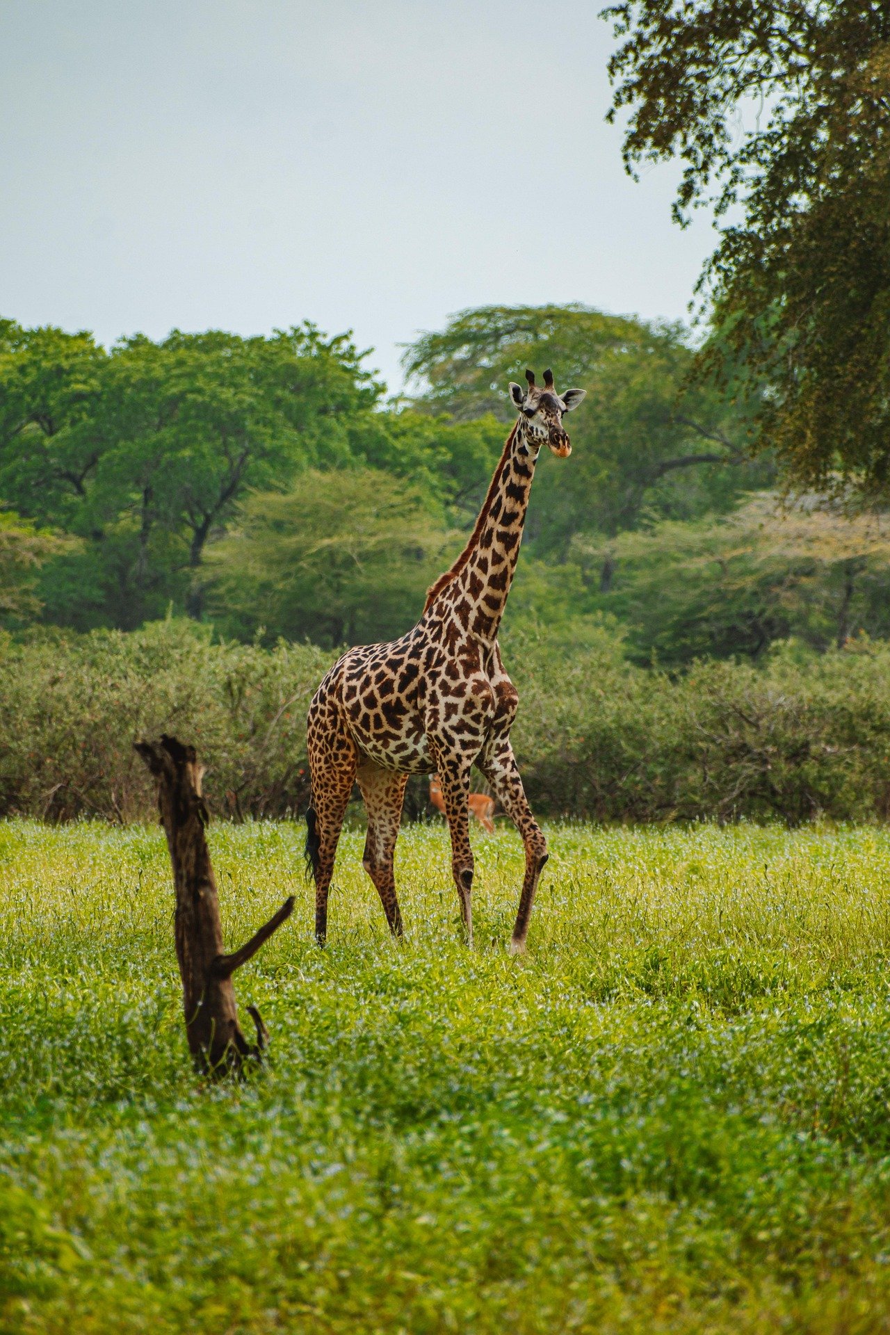 Saadani National Park Day Tour