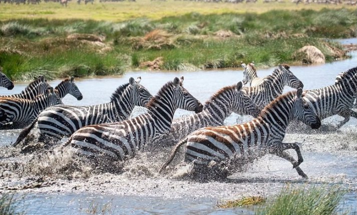 Serengeti National Park Day Tour Package