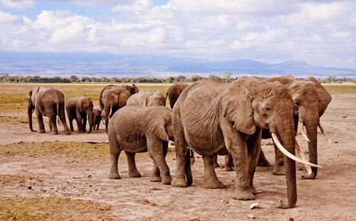 Ngorongoro  National Park tours