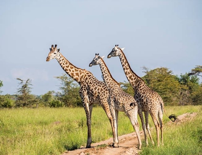 Arusha National Park Day Tour