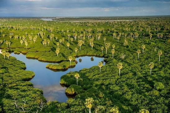 Selous (Nyerere) National Park Day Tour