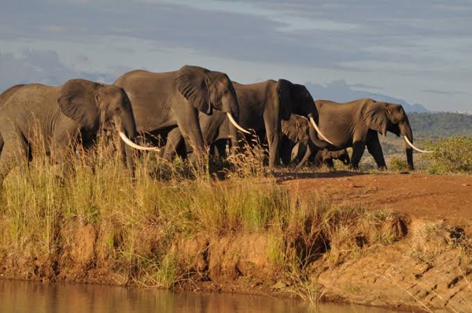 Arusha National Park & Tarangire Safari Tour
