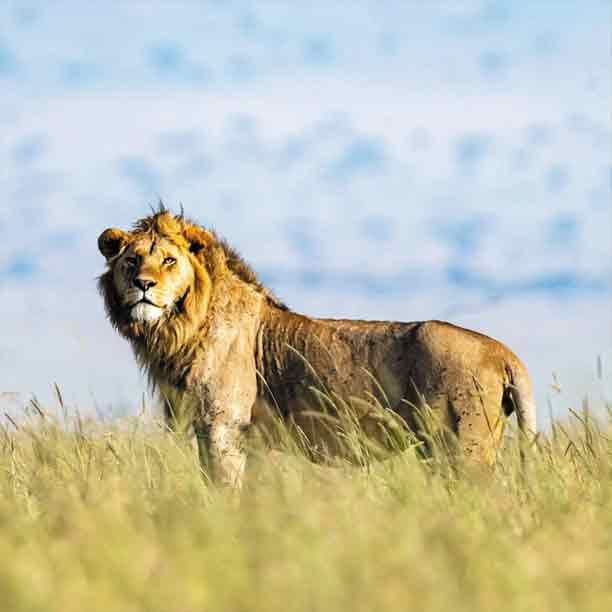 Tarangire & Ngorongoro Crater Safari Tour