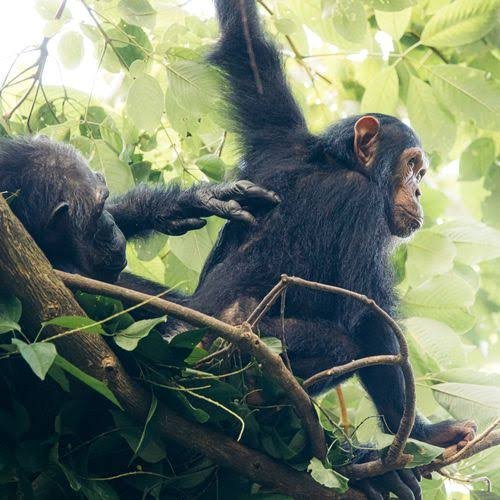 Gombe & Mahale Mountains Safari Tour