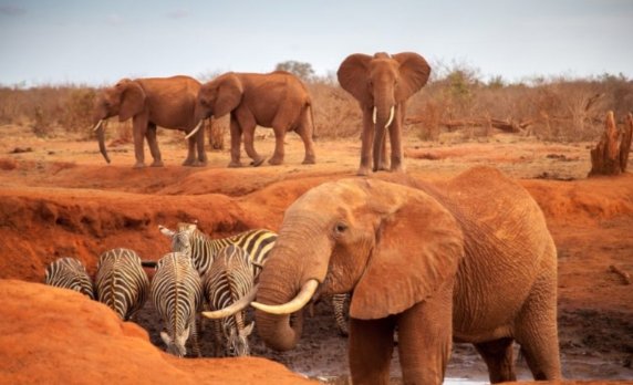 Tarangire and Serengeti National Park