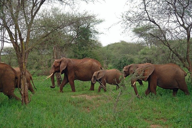 Ngorongoro Crater – Lake Manyara – Arusha National Park Safari