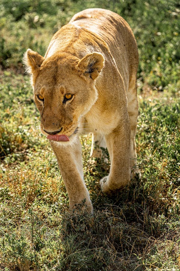 Arusha National Park – Tarangire – Ngorongoro Crater Safari