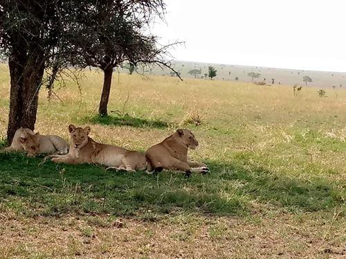 4 Days Mikumi National Park Safari