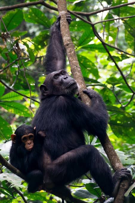 Arusha – Tarangire – Serengeti – Ngorongoro Tours