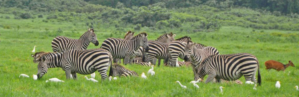 10-Day Tanzania Wildlife & Beach Safari