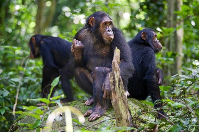 Gombe Stream National Park – Kigoma Cultural Safari