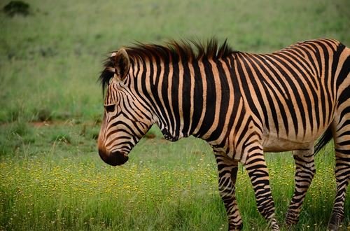 Mikumi – Ruaha – Udzungwa Safari