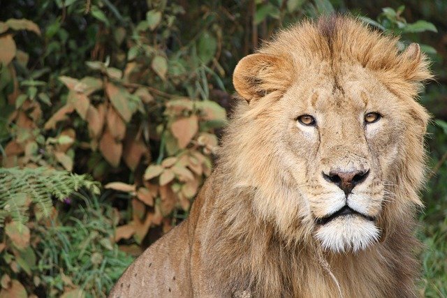 Tarangire, Serengeti, Ngorongoro Crater & Lake Manyara Safari