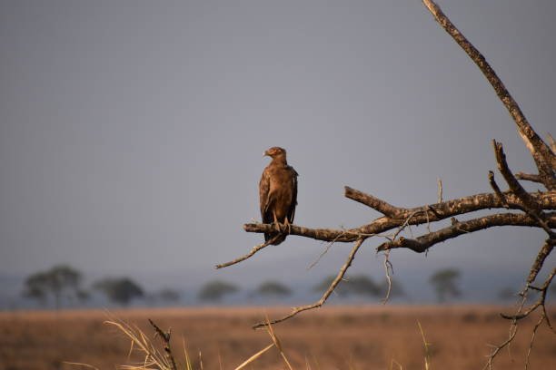 Tarangire, Serengeti, Ngorongoro Crater & Lake Manyara
