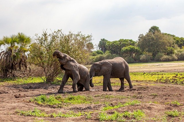 Lake Manyara, Tarangire, Serengeti, & Ngorongoro