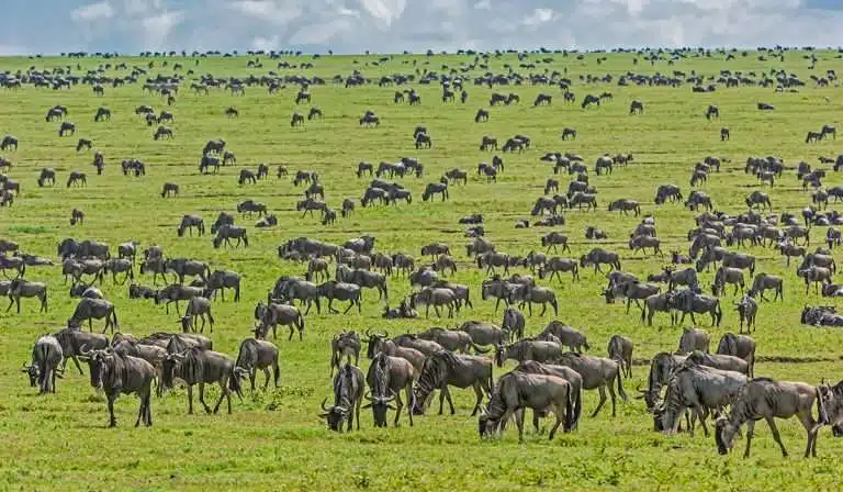 Ngorongoro Crater – Lake Manyara – Tarangire Safari
