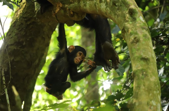 Mahale Mountains – Gombe Stream – Kigoma Cultural Safari