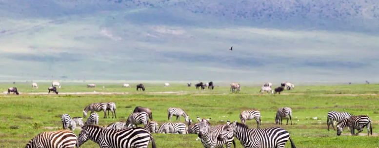 The best 10-Day Tanzania Luxury Safari & Zanzibar Escape