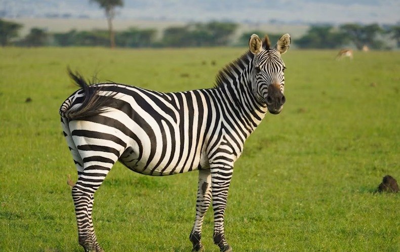 The best 5 Days Ultimate Tanzania Safari 