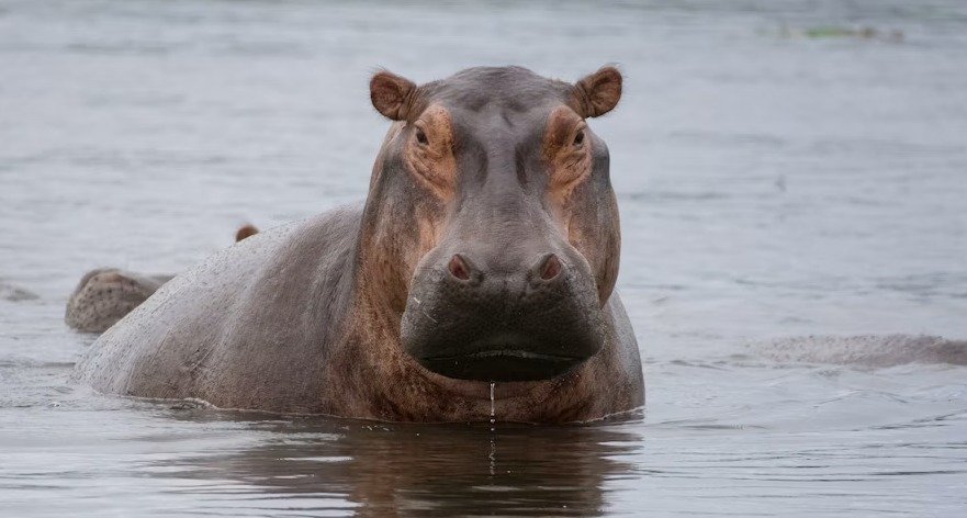The best 5 Days Tanzania Safari Adventure