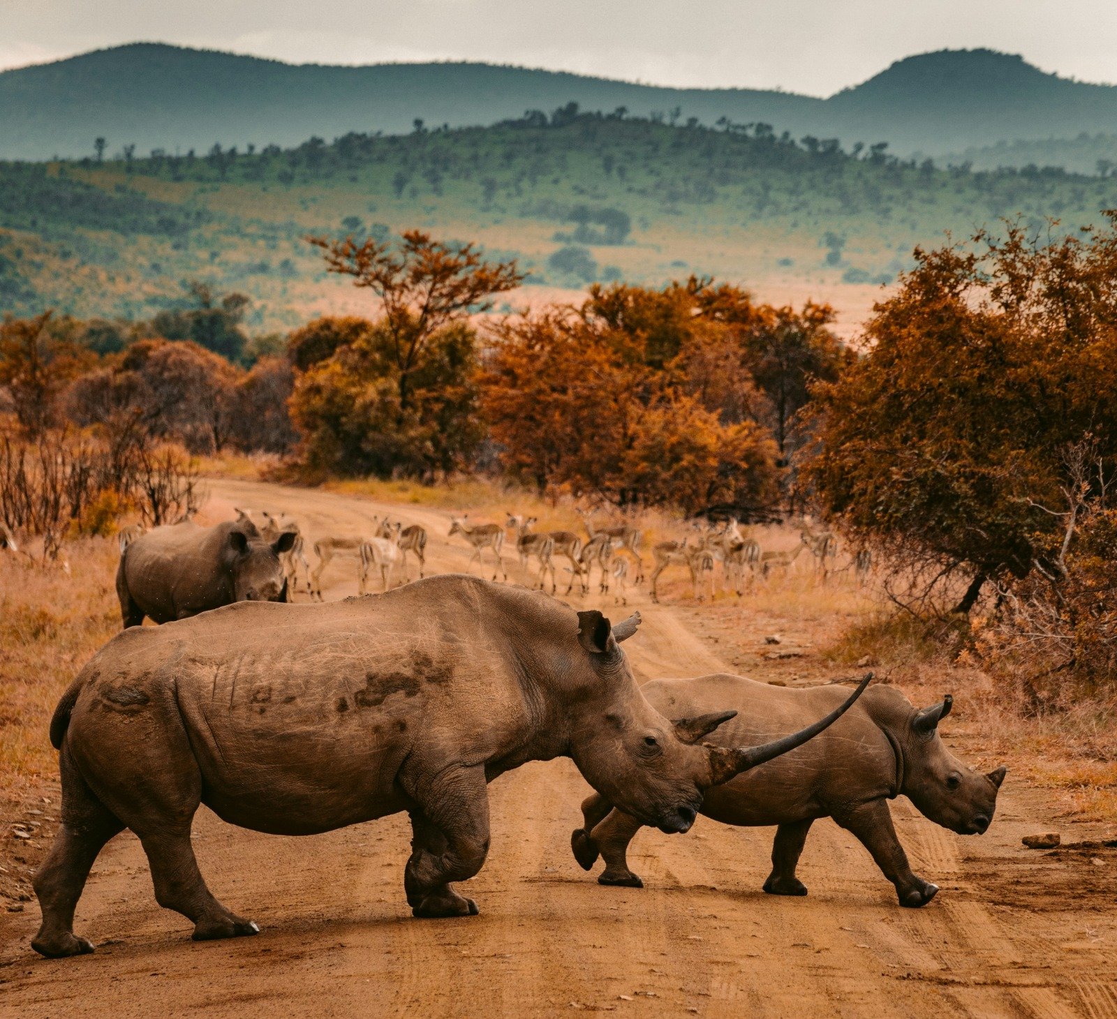 The best 6 Days Tanzania Wildlife Safari
