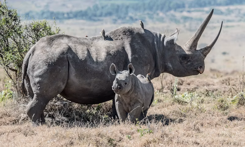 The best 9-Day Tanzania Luxury Safari Experience