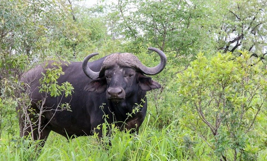 The best  6-day Tanzania safari adventure