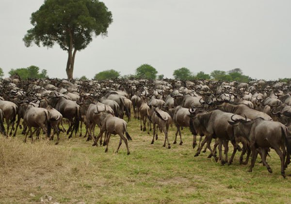 The best 9-Day Tanzania Great Migration Safari