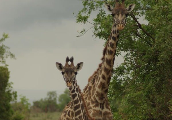 The best  6-day classic Tanzania safari 