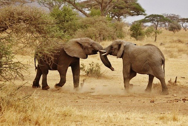 Ultimate Tanzania Safari — Arusha · Ruaha · Nyerere (Selous) · Mikumi · Udzungwa Mountains