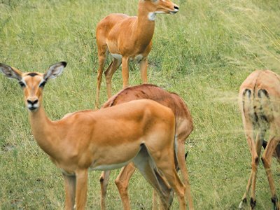 Wildlife in Saadani: Where the Bush Meets the Beach