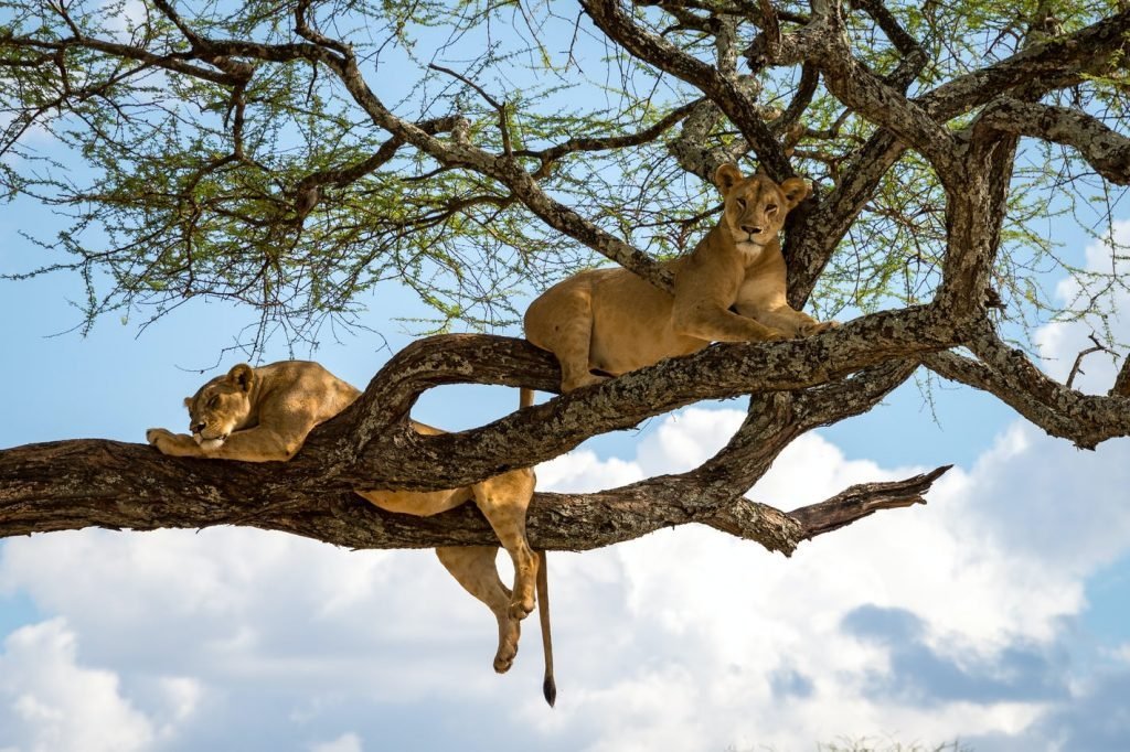 What Is the Best Time to Visit Tarangire National Park?