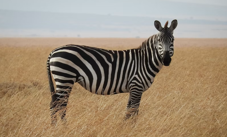 How Many Days Do You Need for a Tarangire Safari?