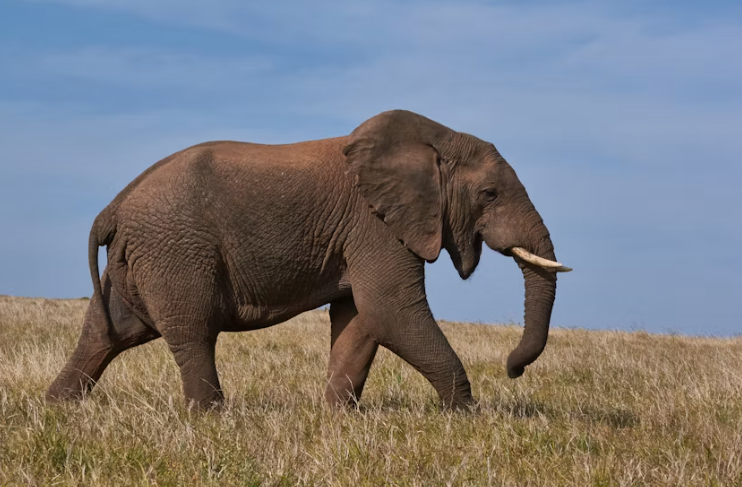 Can You See the Big Five in Ngorongoro Crater?
