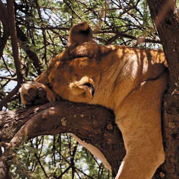 Arusha National Park – Lake Manyara – Ngorongoro Crater Safari