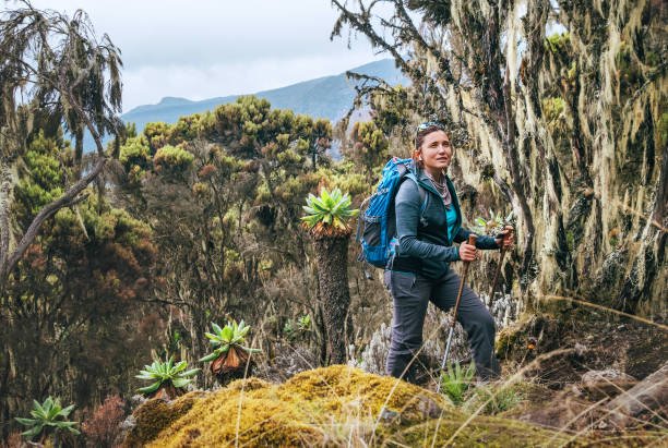 Best 8 Days Lemosho Route — Kilimanjaro
